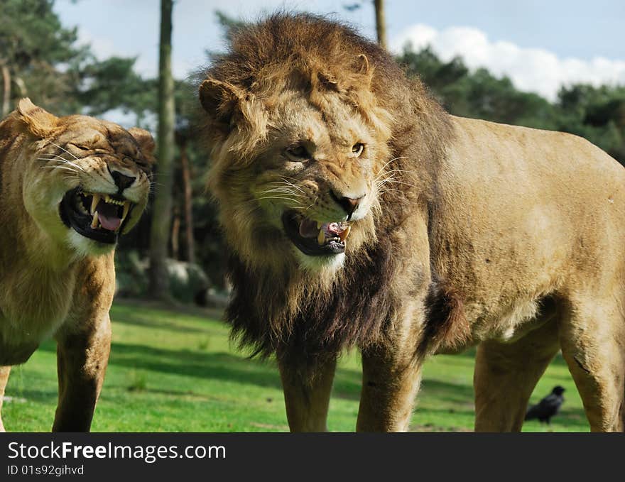 Close-up of a big angry African male and female lion. Close-up of a big angry African male and female lion