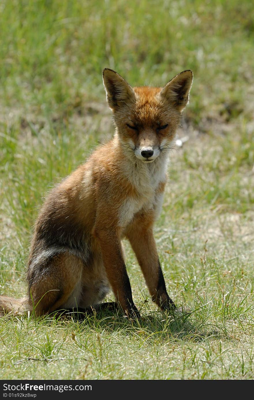 A beautiful fox (Vulpes vulpes) in the sand dunes of the netherlands