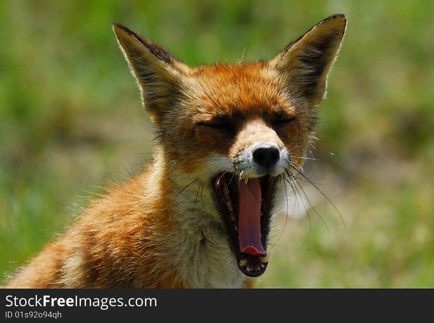 A beautiful fox (Vulpes vulpes) showing its teeth in the sand dunes of the netherlands