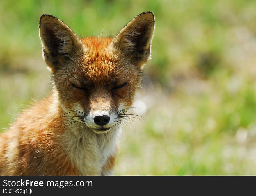 A beautiful fox (Vulpes vulpes) in the sand dunes of the netherlands