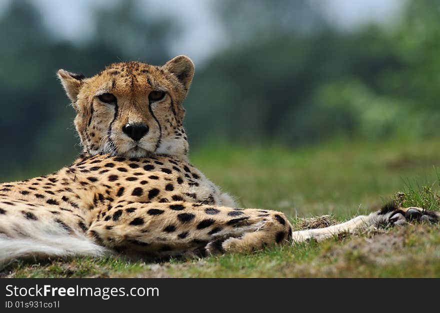 Close-up of a beautiful cheetah