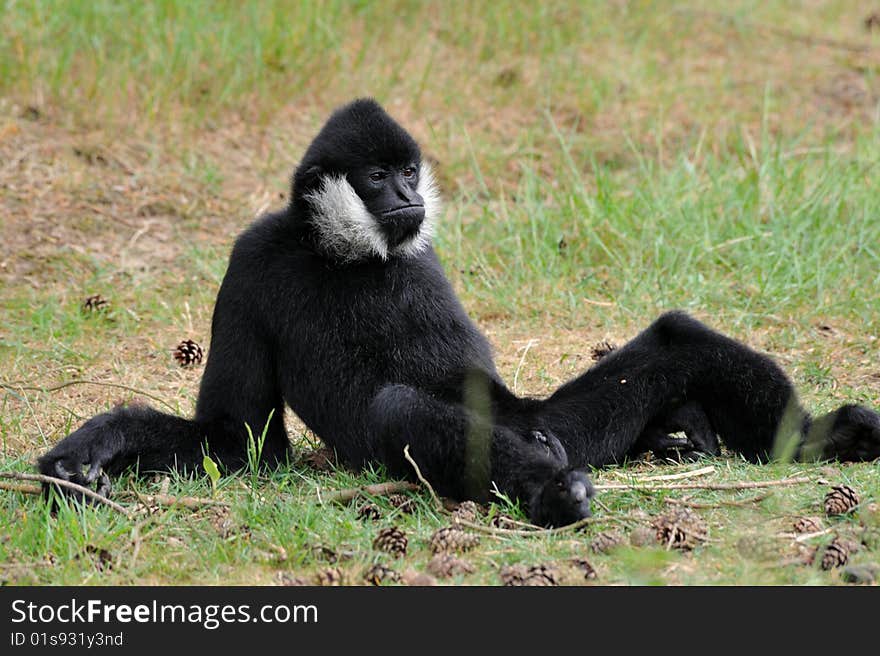 White-cheeked gibbon (Nomascus leucogenys)