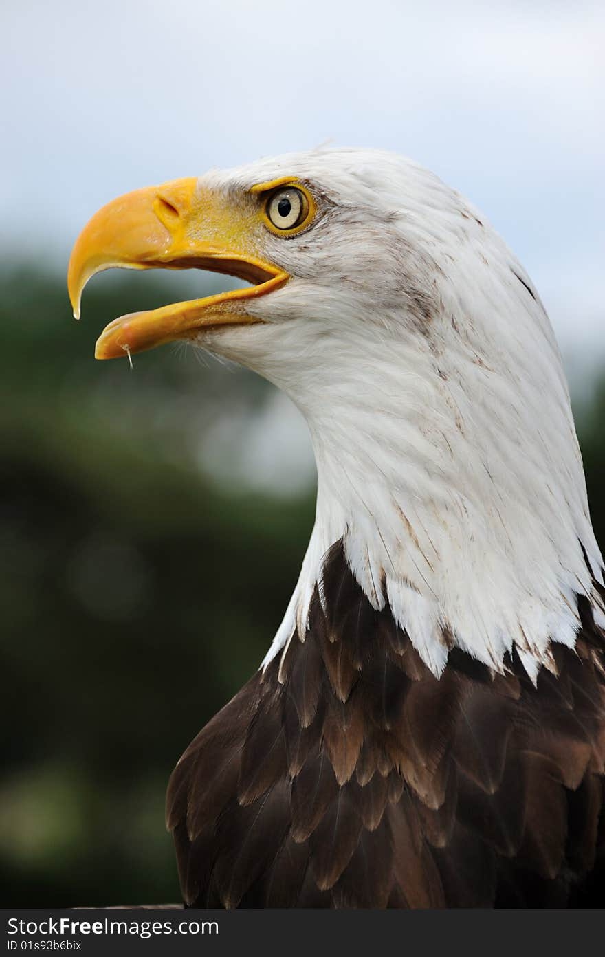 American Bald Eagle