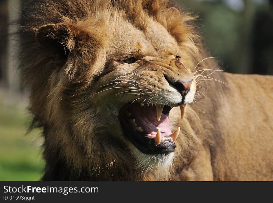 Close-up of a big angry African male lion. Close-up of a big angry African male lion