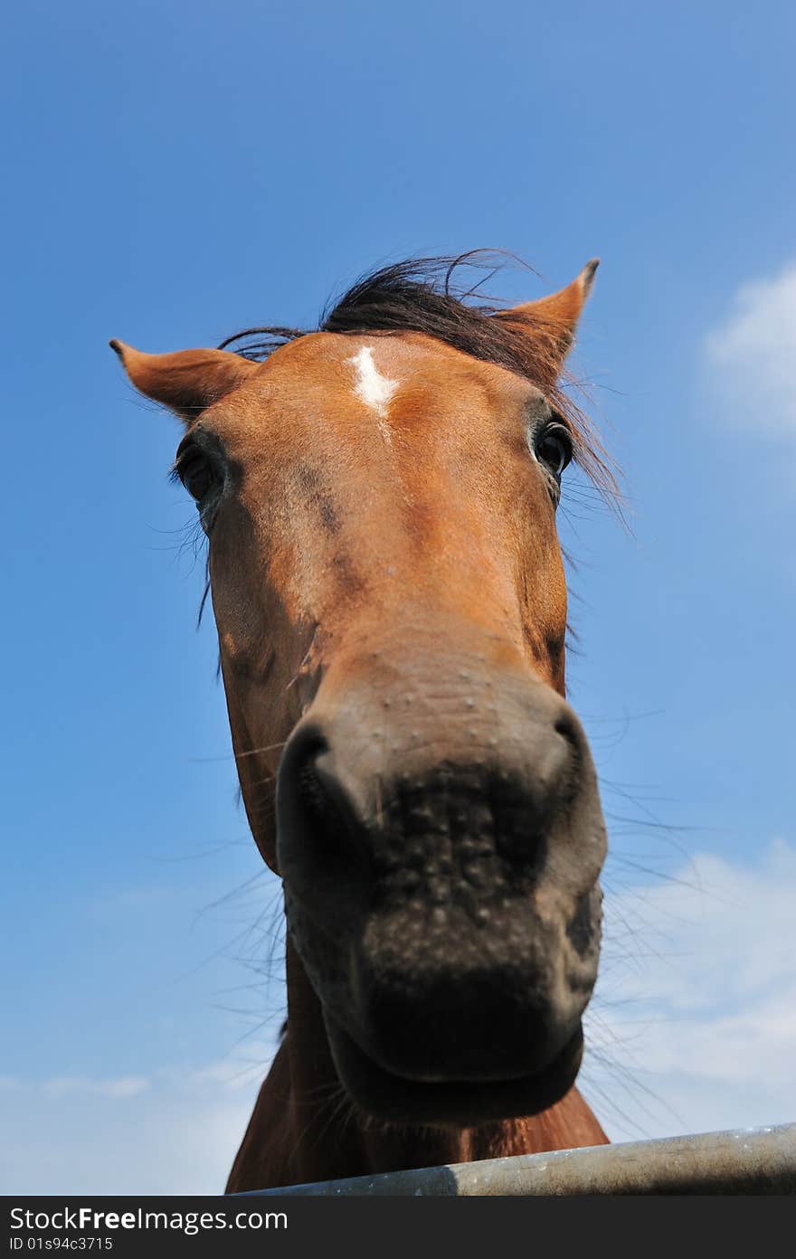 Funny image of a brown horse with a blue sky background. Funny image of a brown horse with a blue sky background