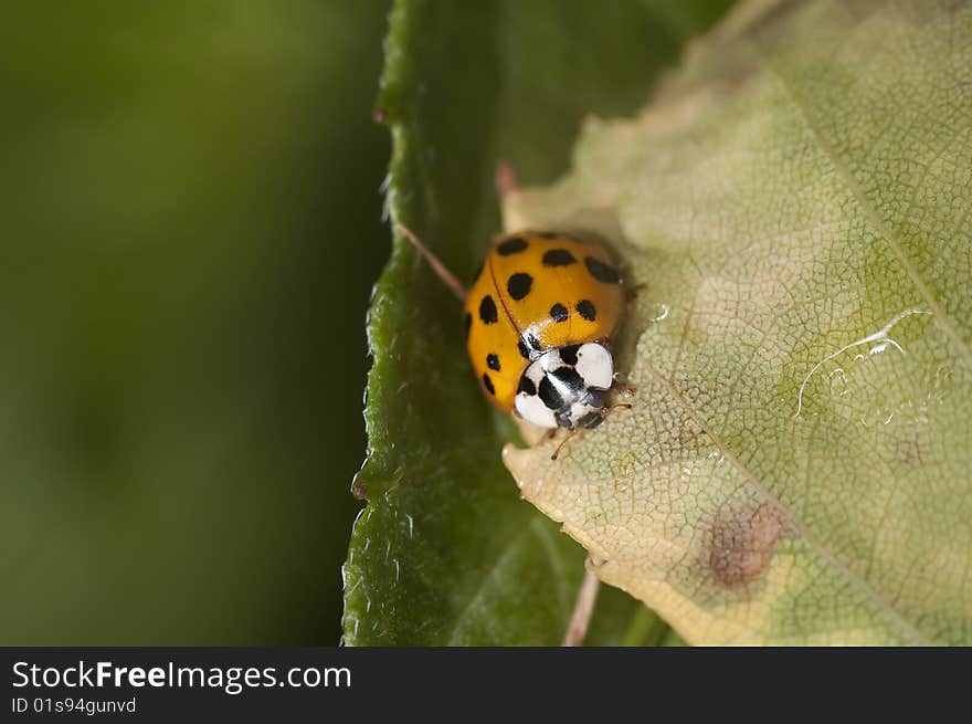 Macro shot of a ladybug on a leaf