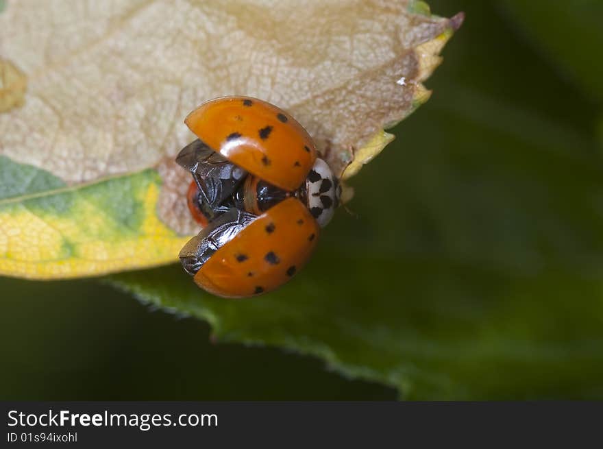 Macro shot of a ladybug on a leaf