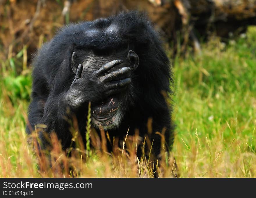 Close-up of a chimpanzee (Pan troglodytes)