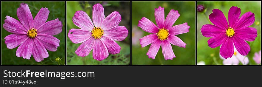 Set of four flower pictures horizontal. Set of four flower pictures horizontal