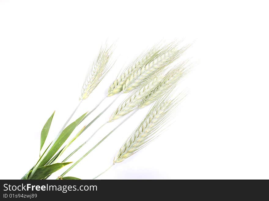 Green ear on white background. Green ear on white background