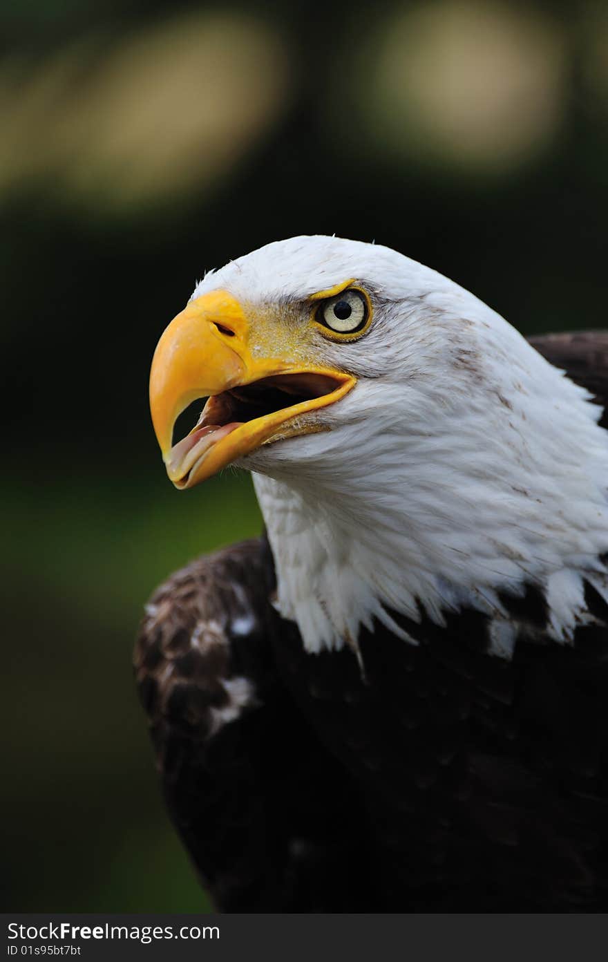 American bald eagle