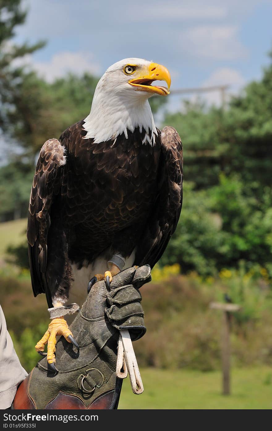 American bald eagle