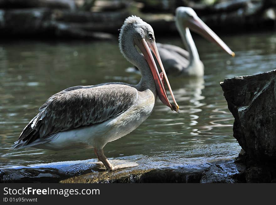 Big pelican caught some fish. Big pelican caught some fish