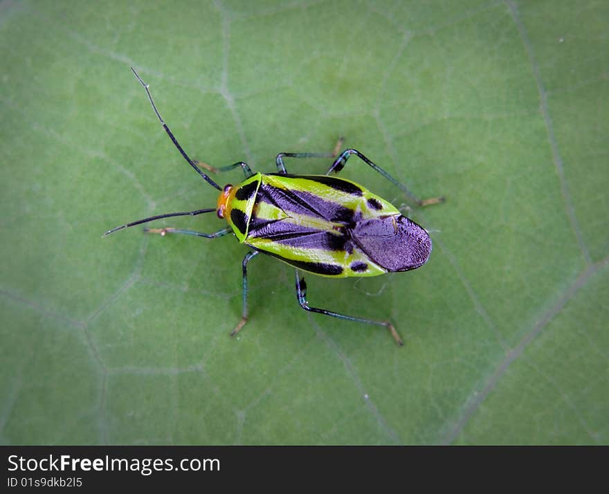 A four-lined plant beetle on a leaf. A four-lined plant beetle on a leaf