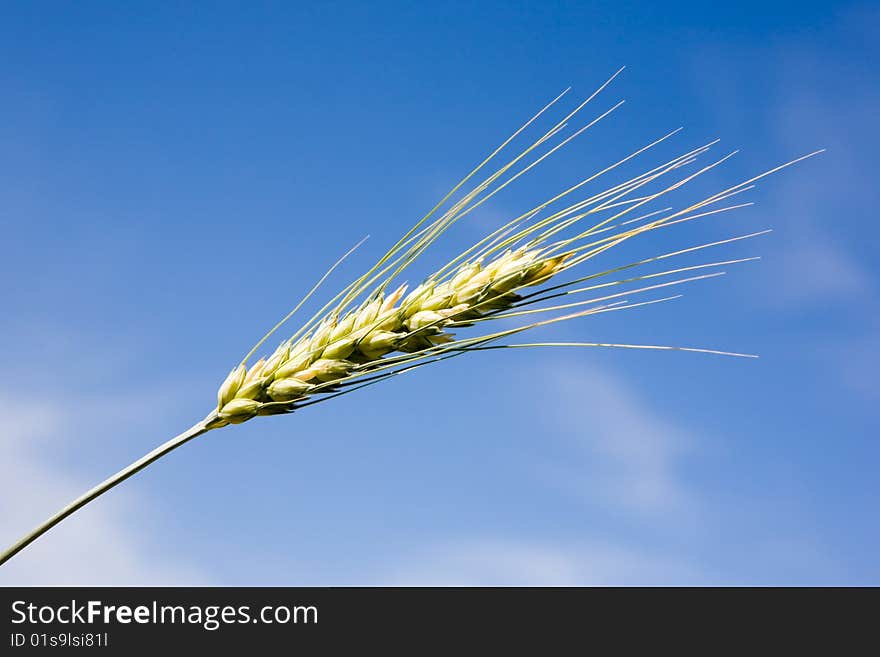 Ear Of Rye