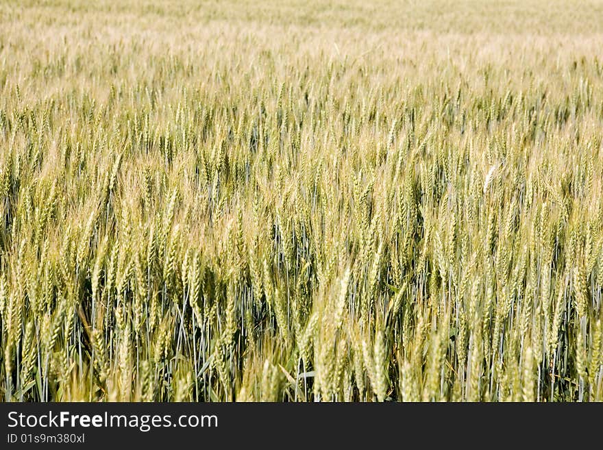 Field Of Rye