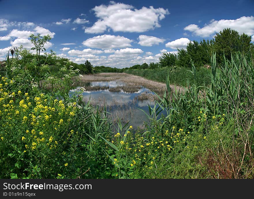 Old pond plentifully grown on coast dense thickets of grasses