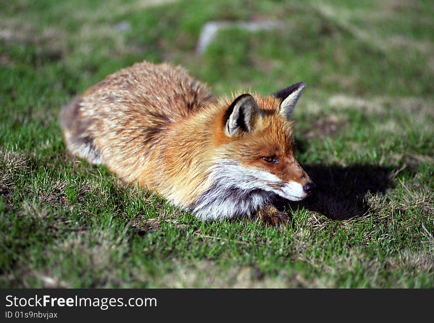 Fox