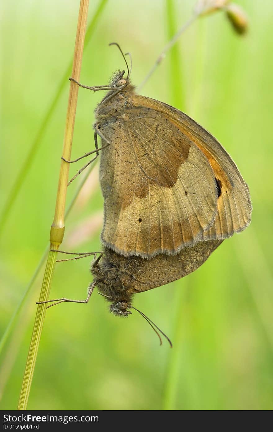 Meadow Brown butterflies mating