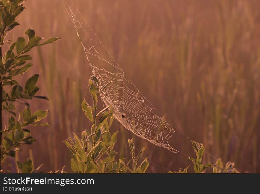 Cobweb on the swamp