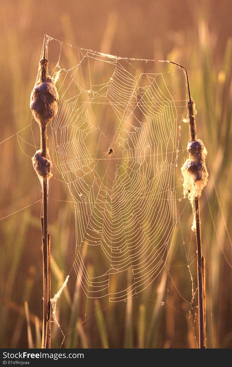 Large cobweb, correct forms, are photographed at the side, in the night time. Large cobweb, correct forms, are photographed at the side, in the night time