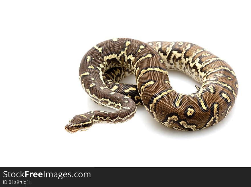 Angolan Python