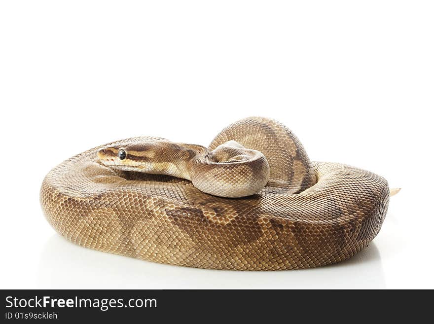 Sunset ball python (Python regius) isolated on white background.