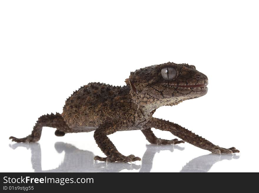 Prickly Rough Knob-tailed Gecko