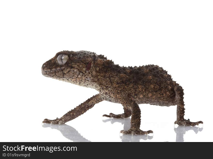 Prickly Rough Knob-tailed Gecko