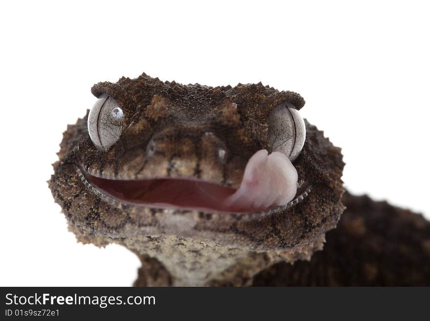 Prickly Rough Knob-tailed Gecko