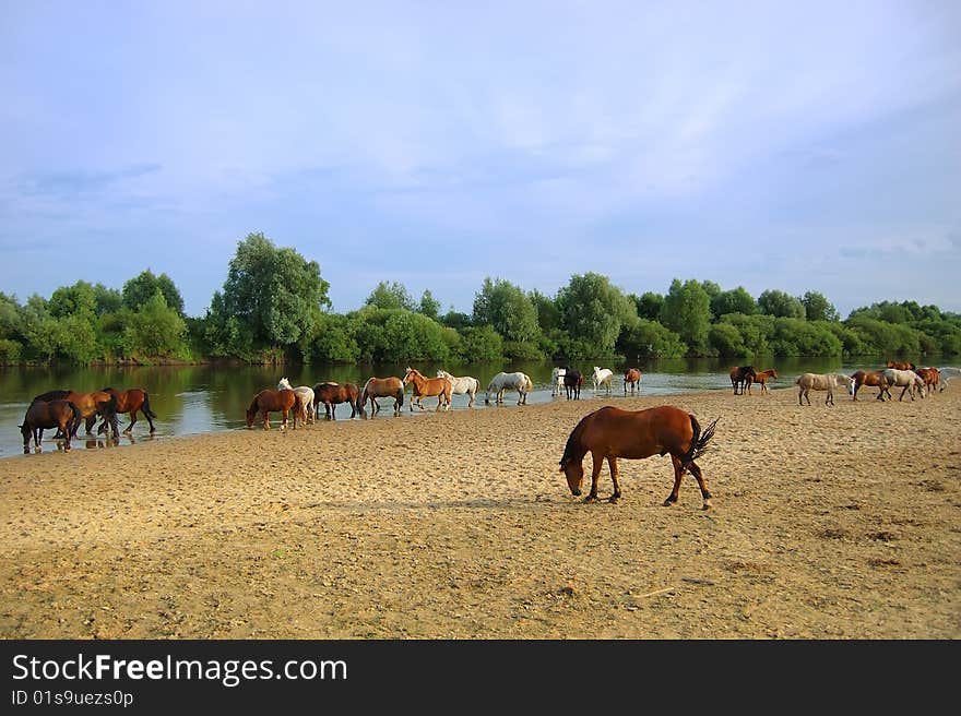 Horses near the river and wood