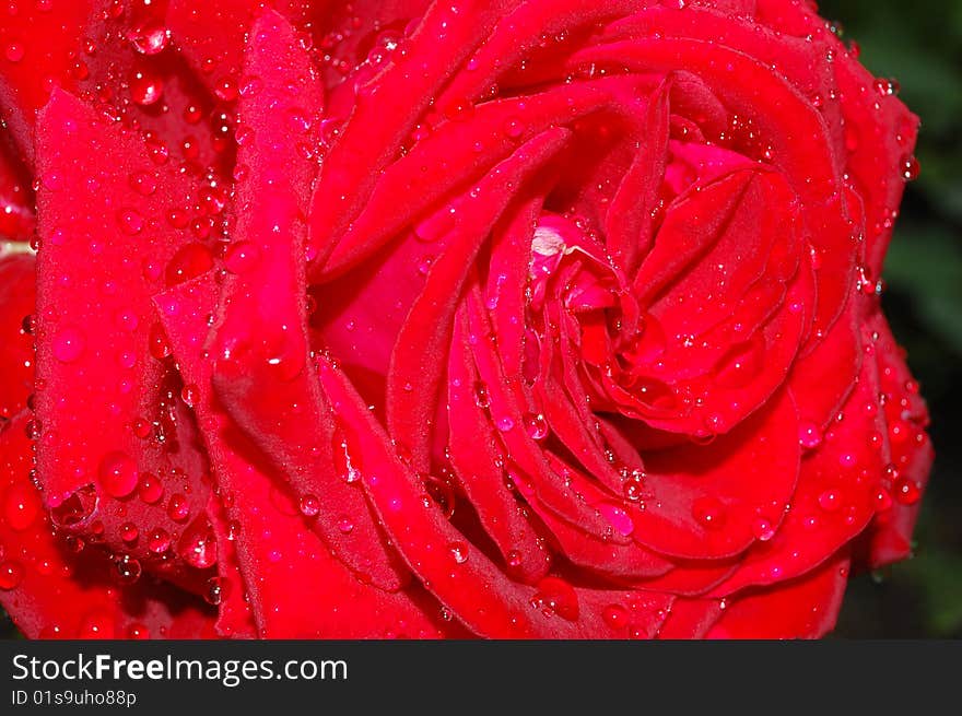 Red rose with dew drops