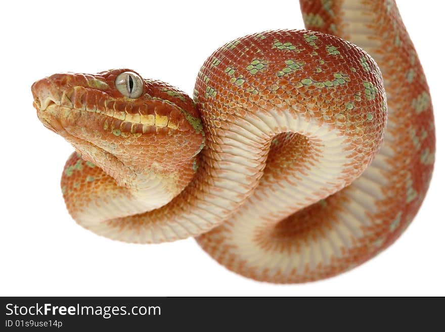 Emerald tree boa (Corallus caninus) isolated on white background