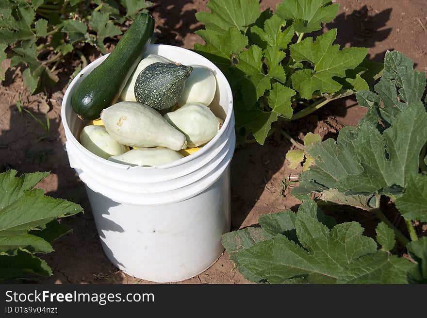 Bucket filled with various squash surrounded by squash plants. Bucket filled with various squash surrounded by squash plants