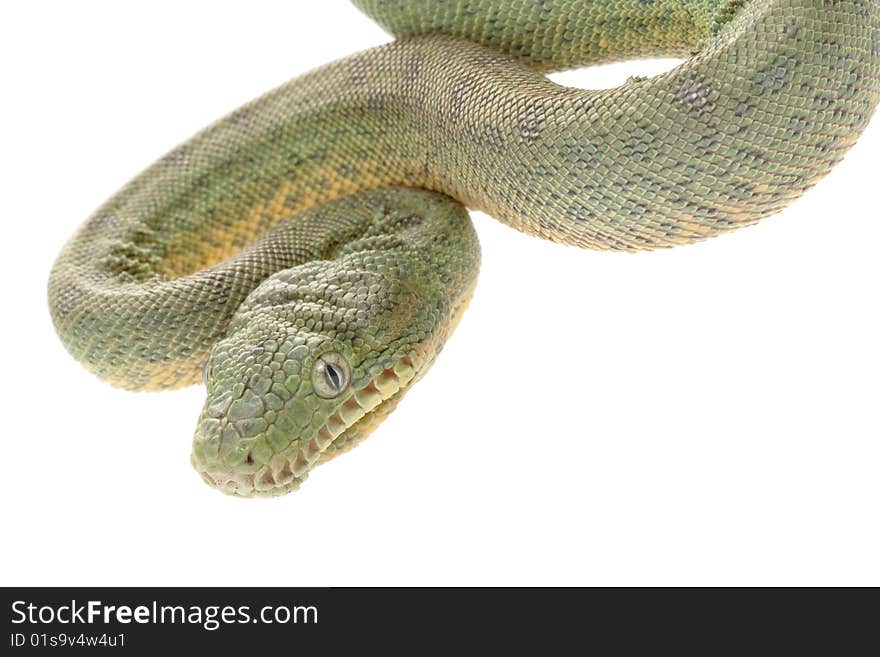 Emerald tree boa (Corallus caninus) isolated on white background