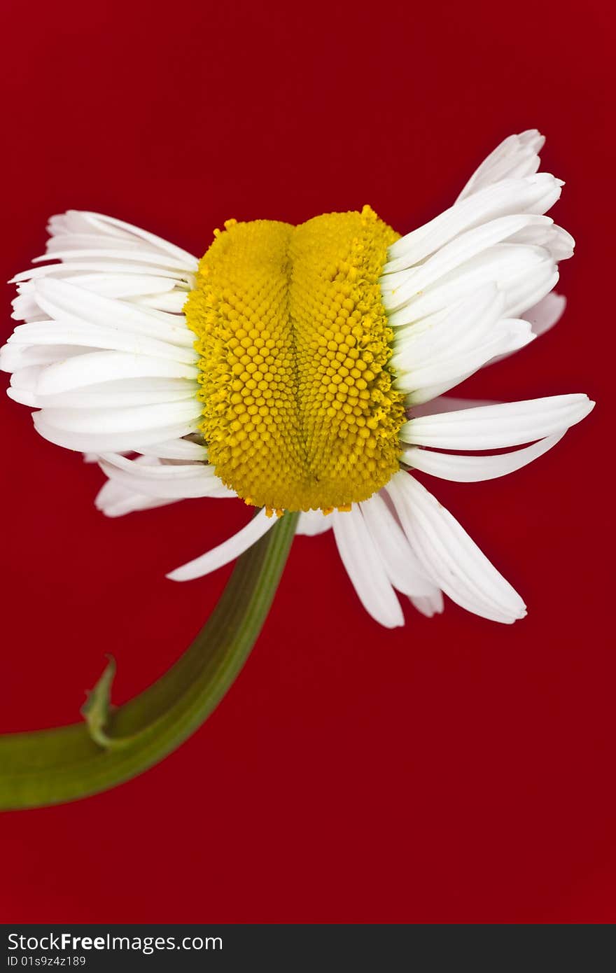 Chrysanthemum-mutant isolate on red