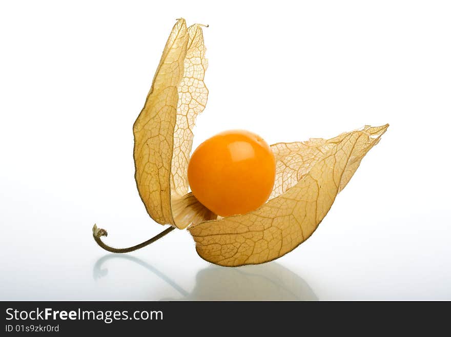 Physalis