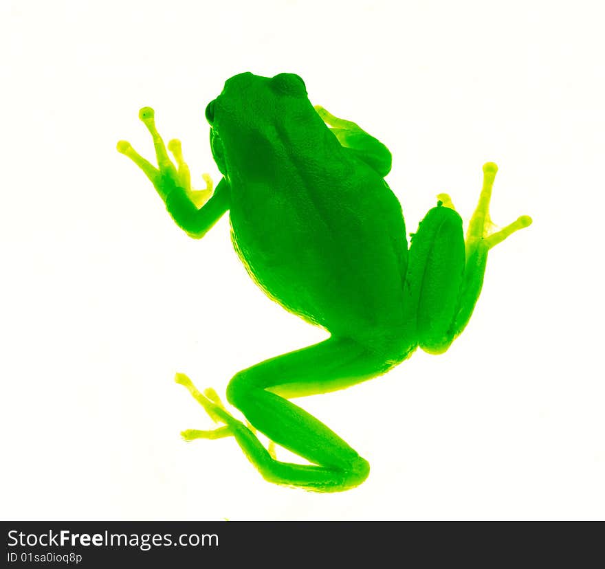 Beautiful wood frog isolated on  light background in studio