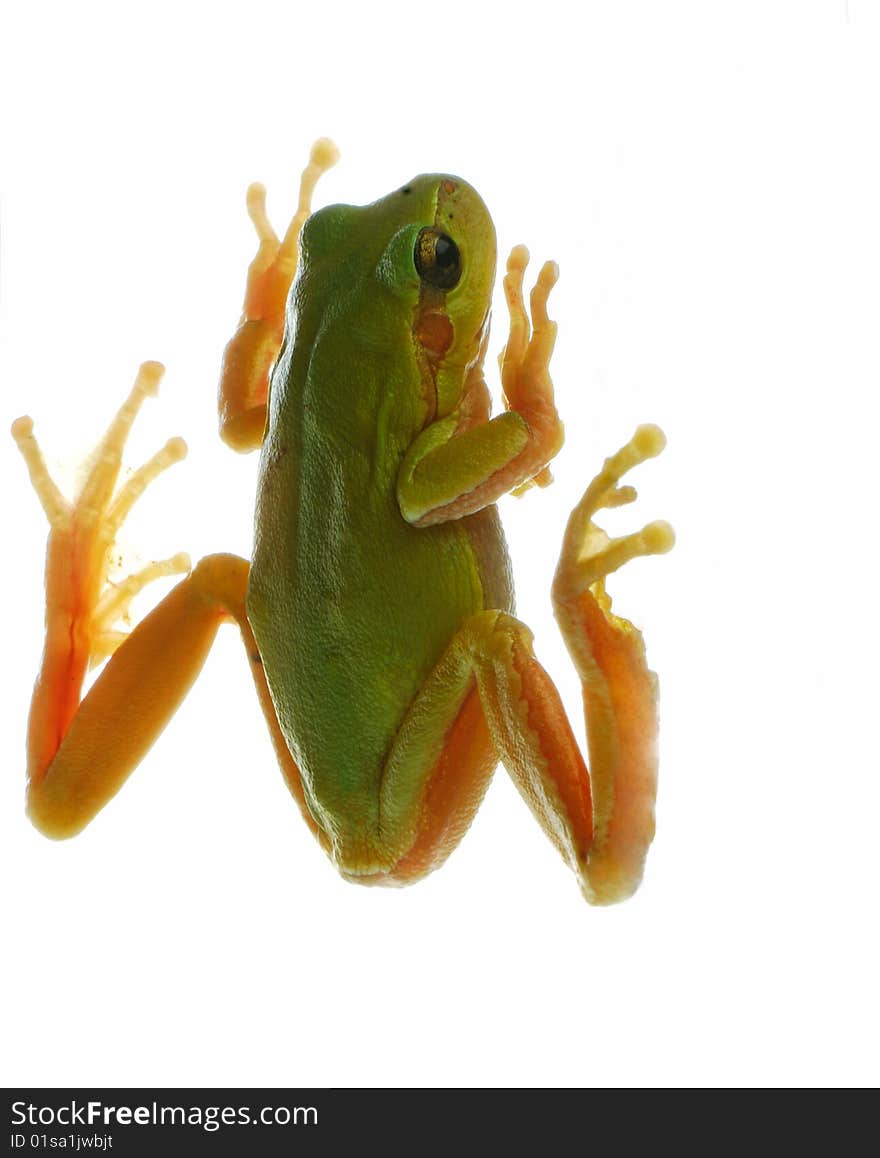 Beautiful wood frog isolated on light background in studio