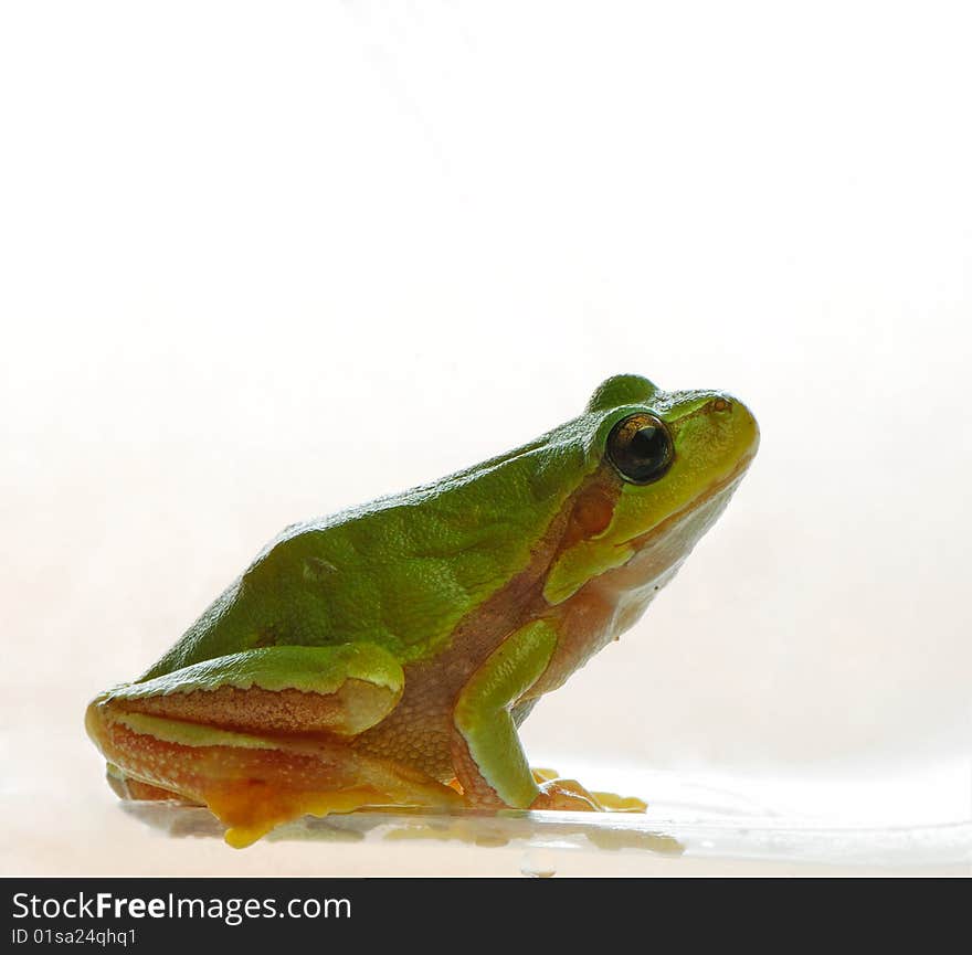 Beautiful wood frog isolated on  light background in studio