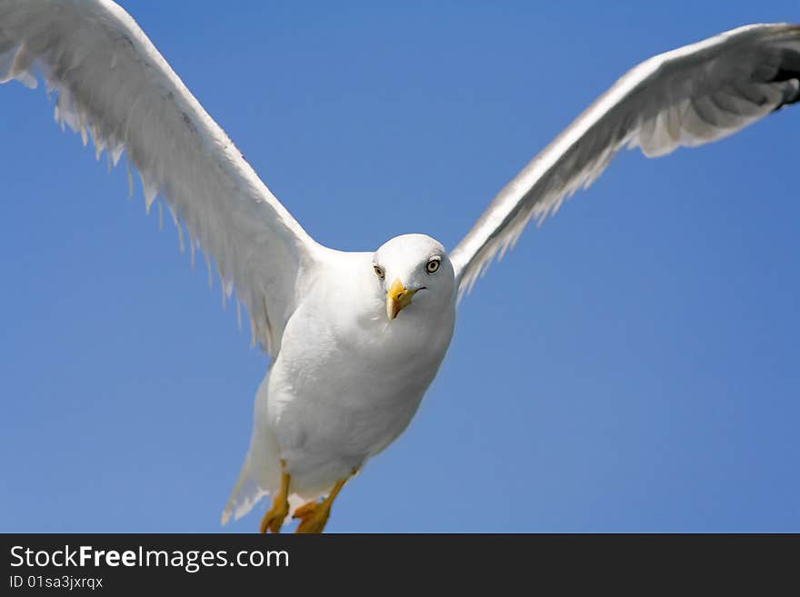 Seagull