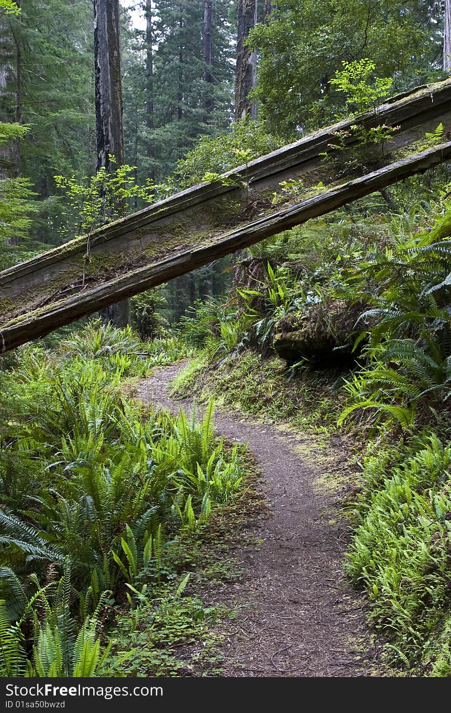 Jedediah smith redwoods state park in the spring. Jedediah smith redwoods state park in the spring