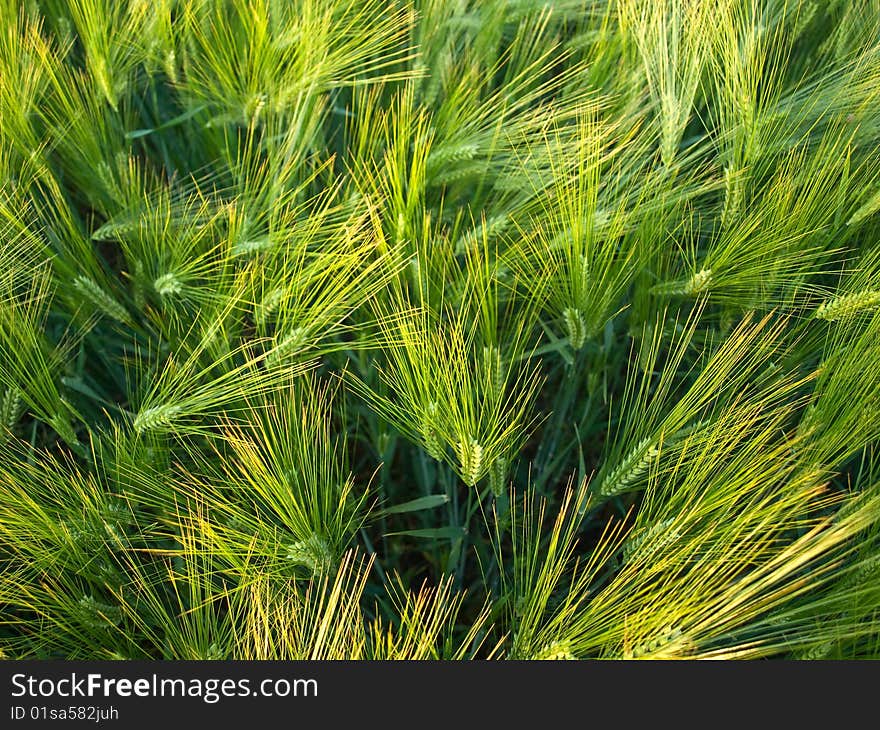 Green wheat in gold beams of the sun