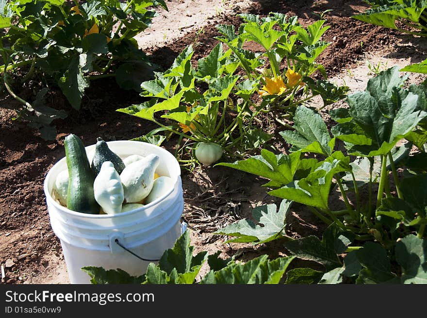 Bucket of Squash and Squash Plants