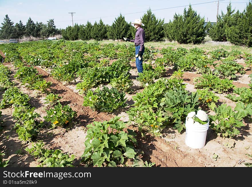 Farmer in Squash Garden