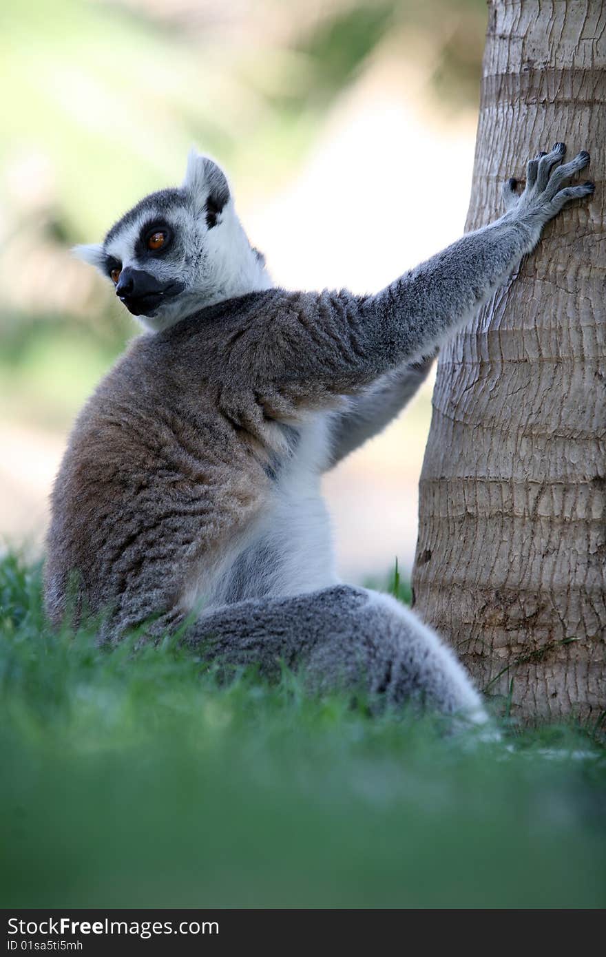 Ring-tailed lemur catta