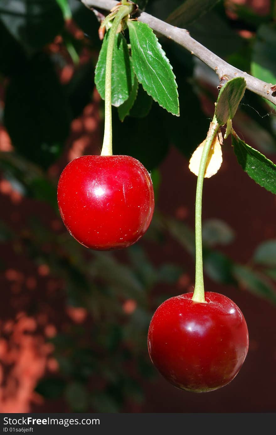 Cherry On Branch