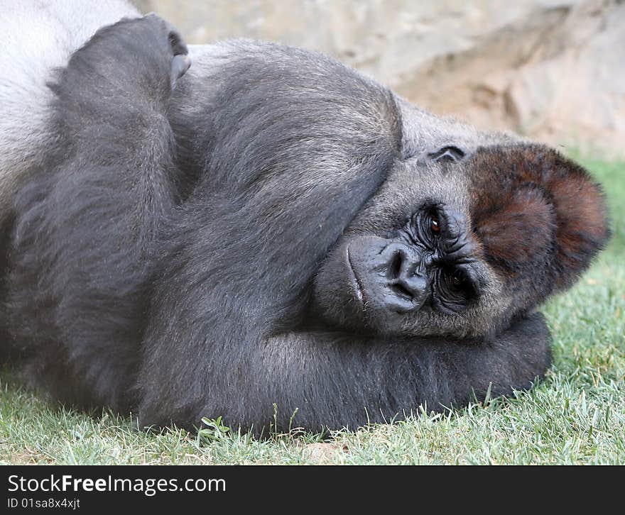 Male of gorilla in bioparc in Valencia, Spain