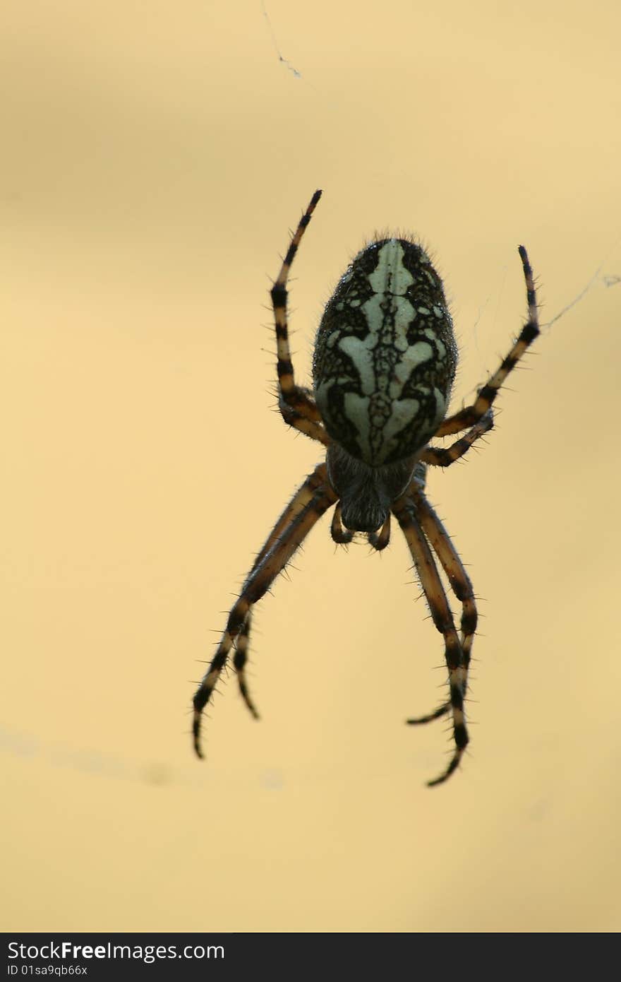 A close-up of Oak Spider (Aculepeira ceropegia).