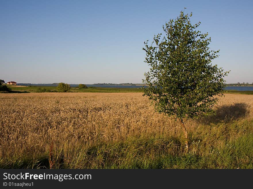 Alone tree in the field